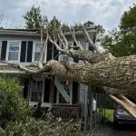When to Call a Professional: Advice for Common Tree Problems in Susquehanna County