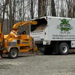 Seasonal Tree Care Insights for Susquehanna County: Your Year-Round Guide