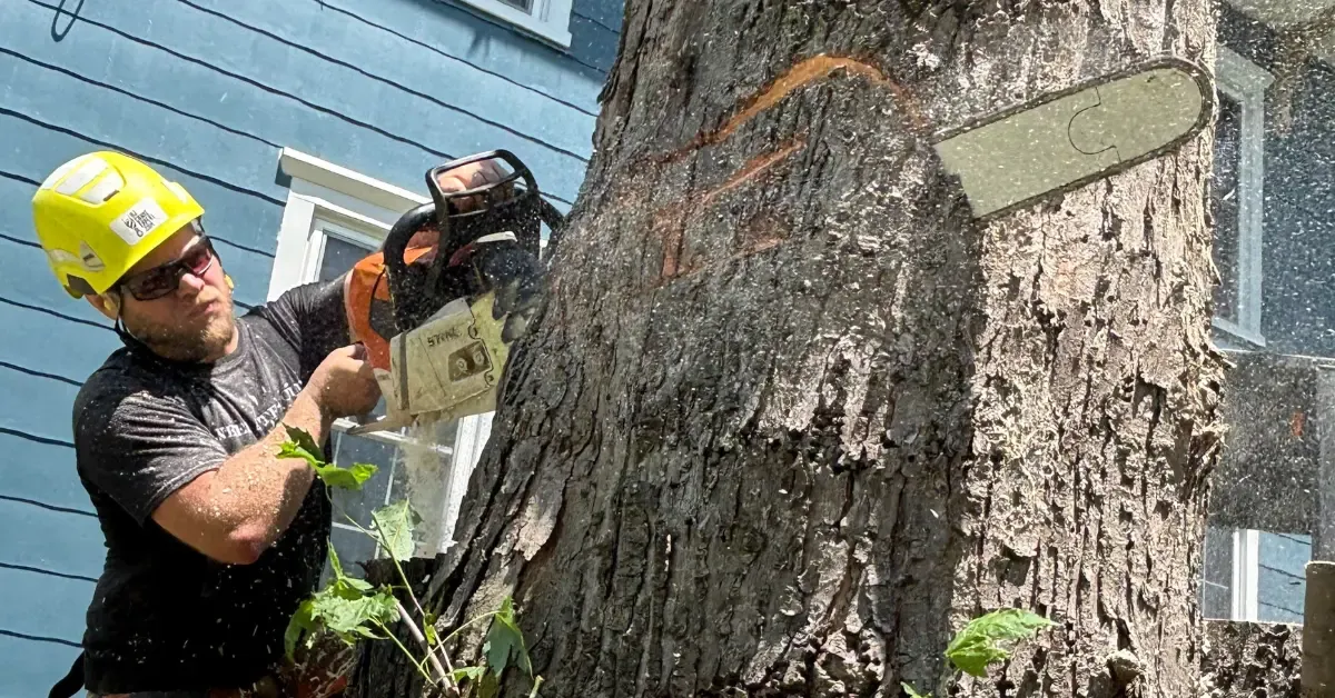 Crew using equipment for safe tree removal in Susquehanna County, PA