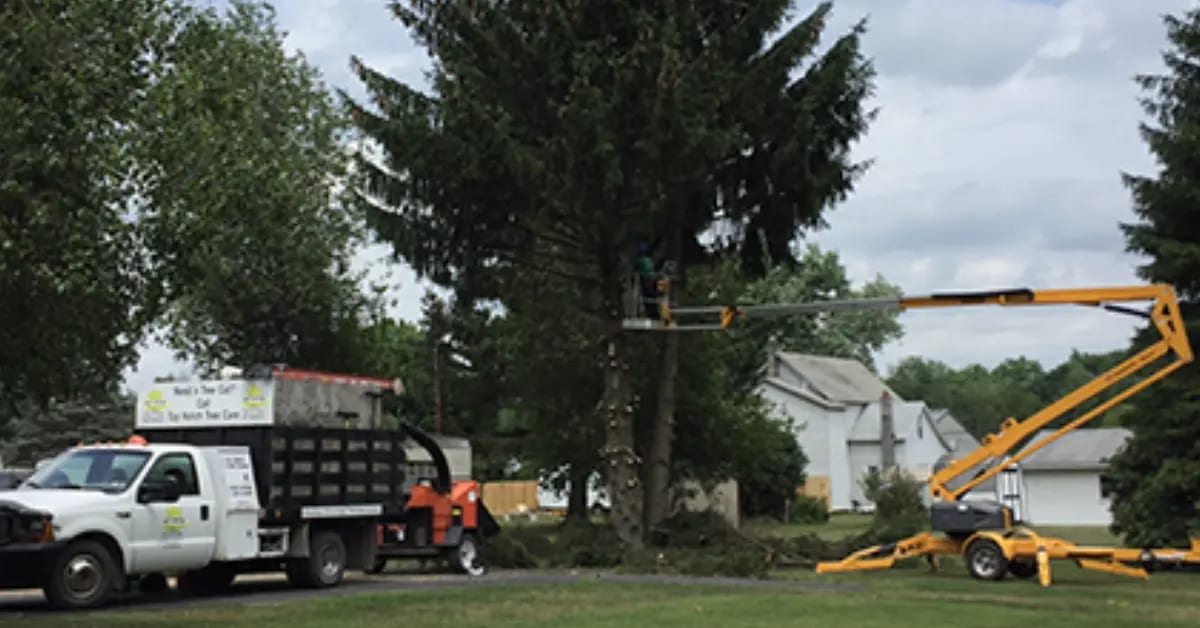 Tree Pruning in Susquehanna County, PA