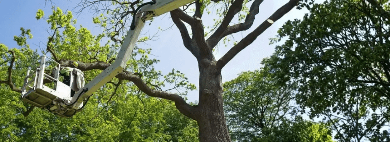About Top Notch Tree Care