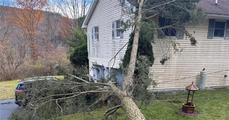 Tree Cabling and Bracing Support Systems in Susquehanna County, PA